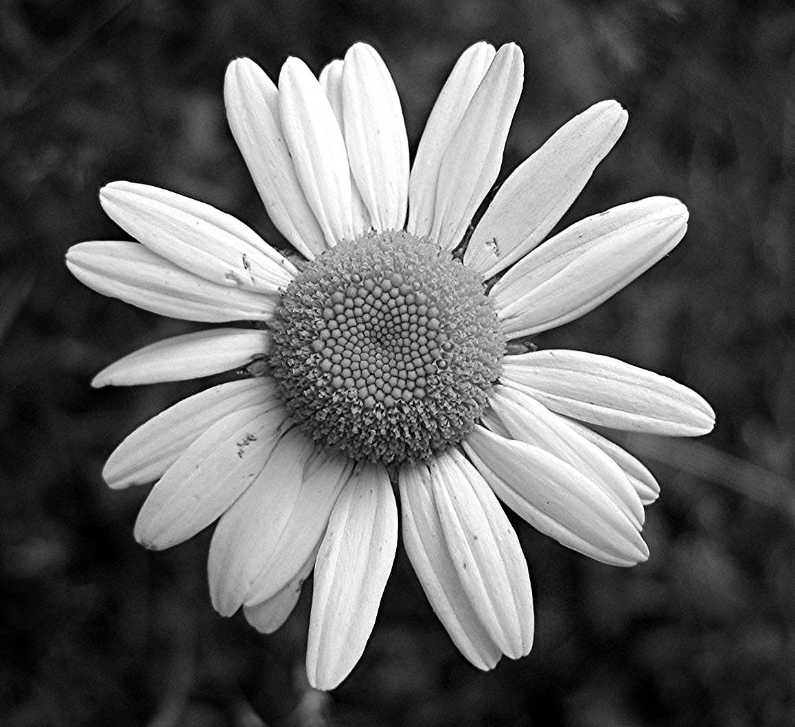 Black And White Daisy Wallpapers