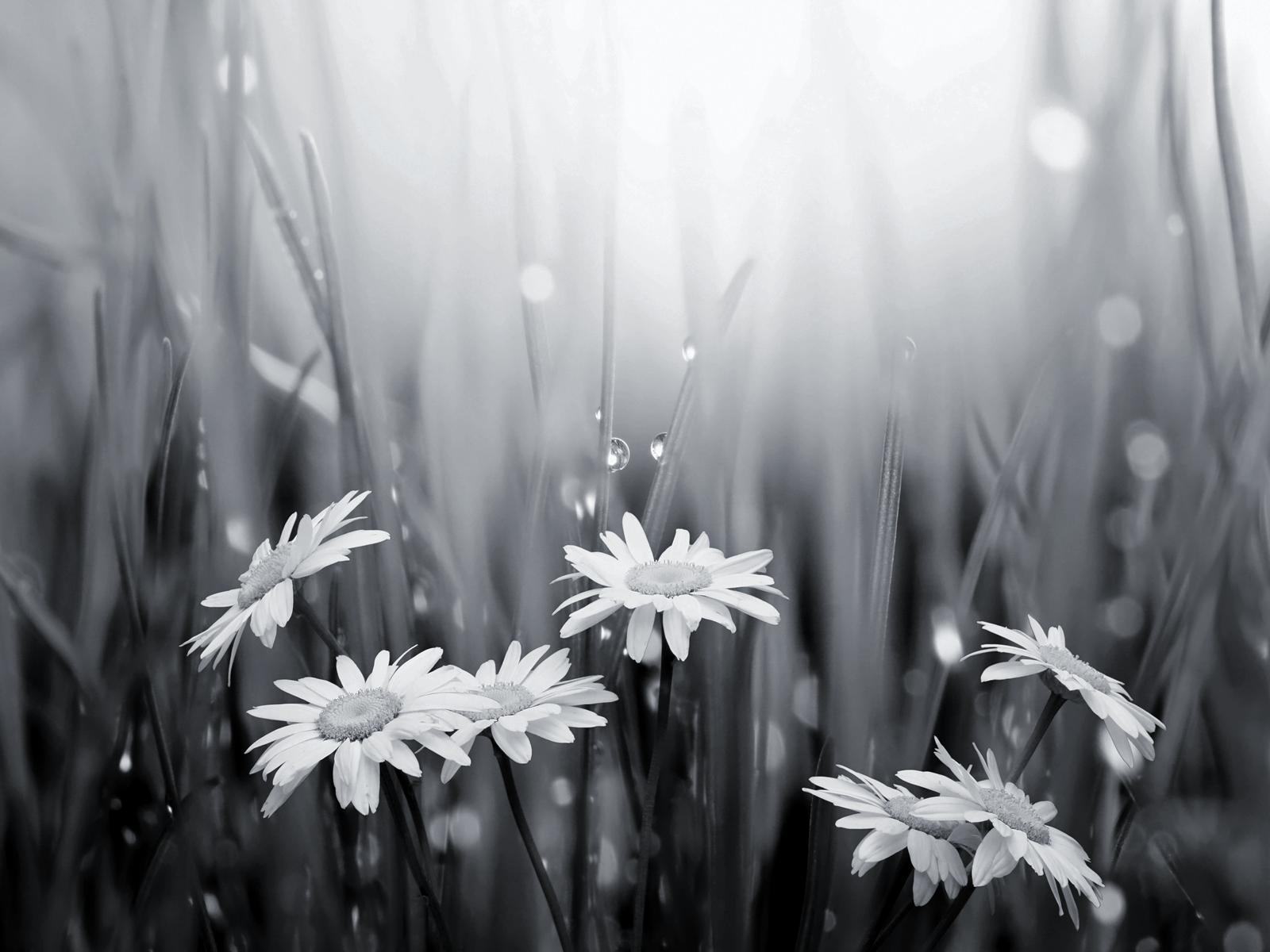 Black And White Daisy Wallpapers