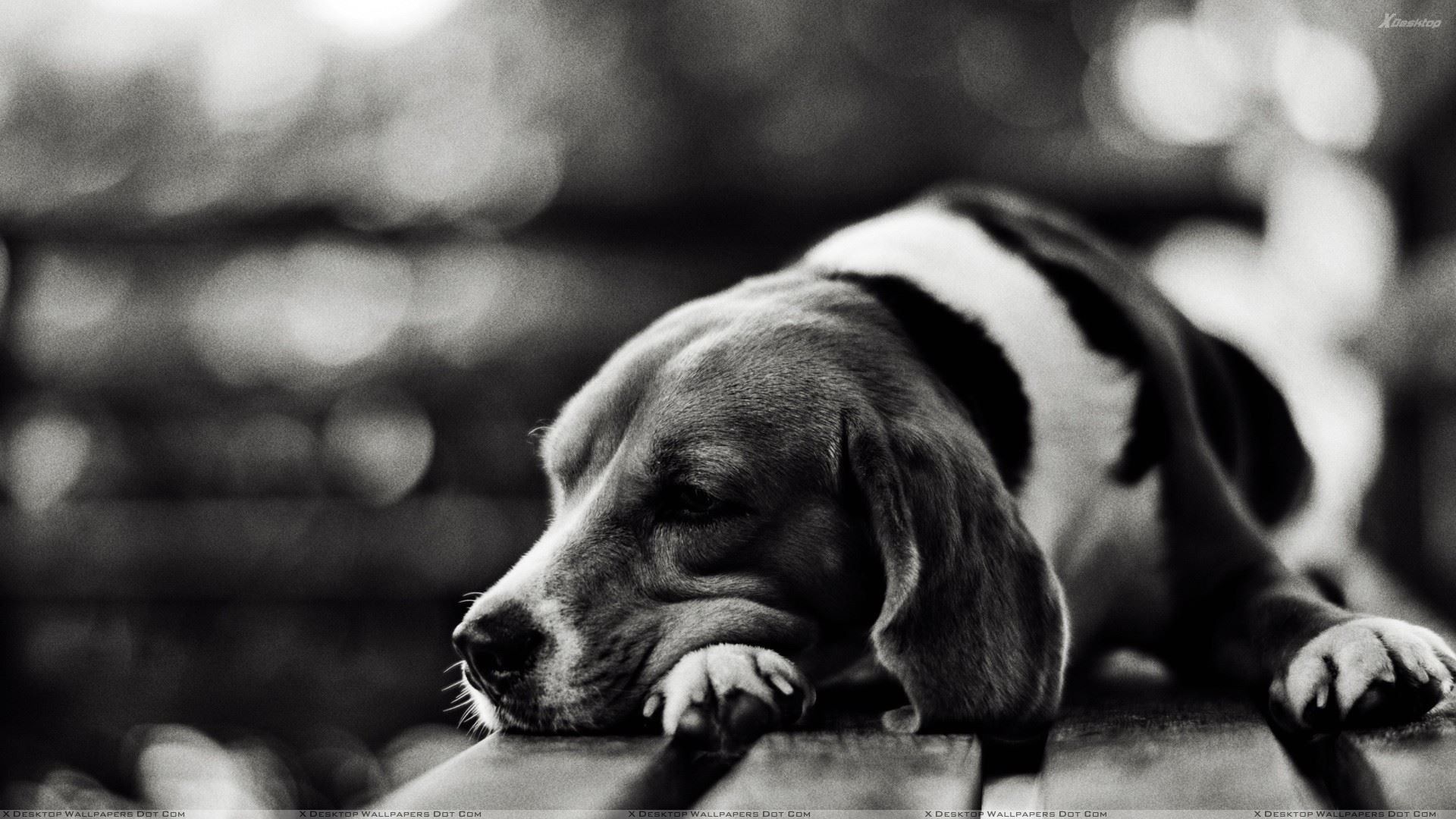 Black And White Dog Wallpapers