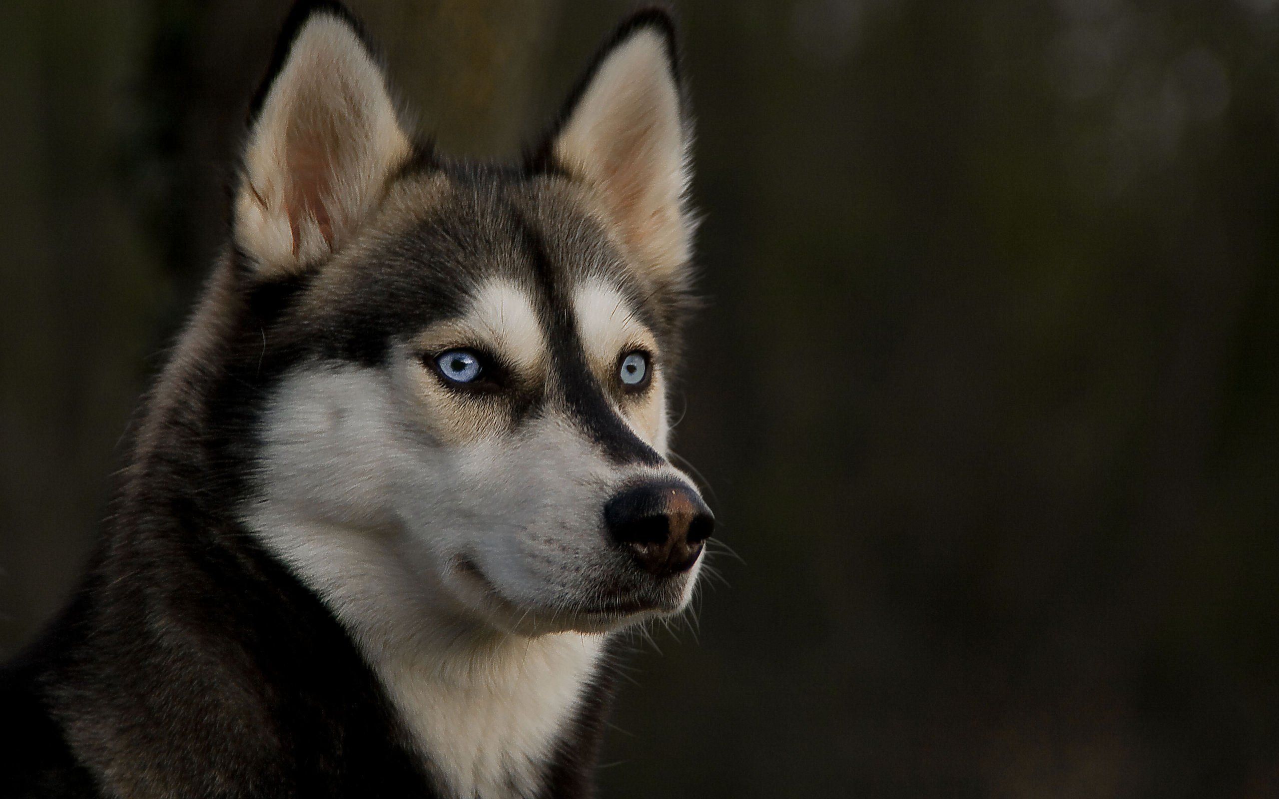 Black And White Dog Wallpapers