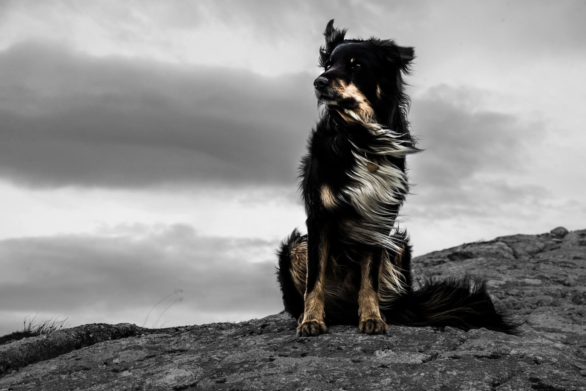 Black And White Dog Wallpapers