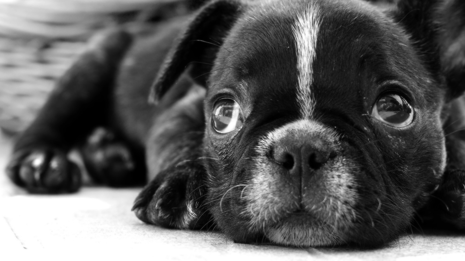 Black And White Dog Wallpapers