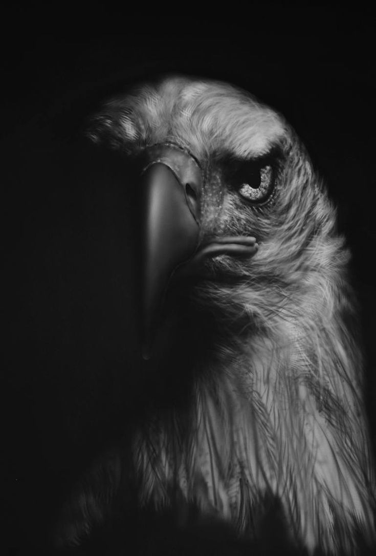 Black And White Eagle Pictures Wallpapers