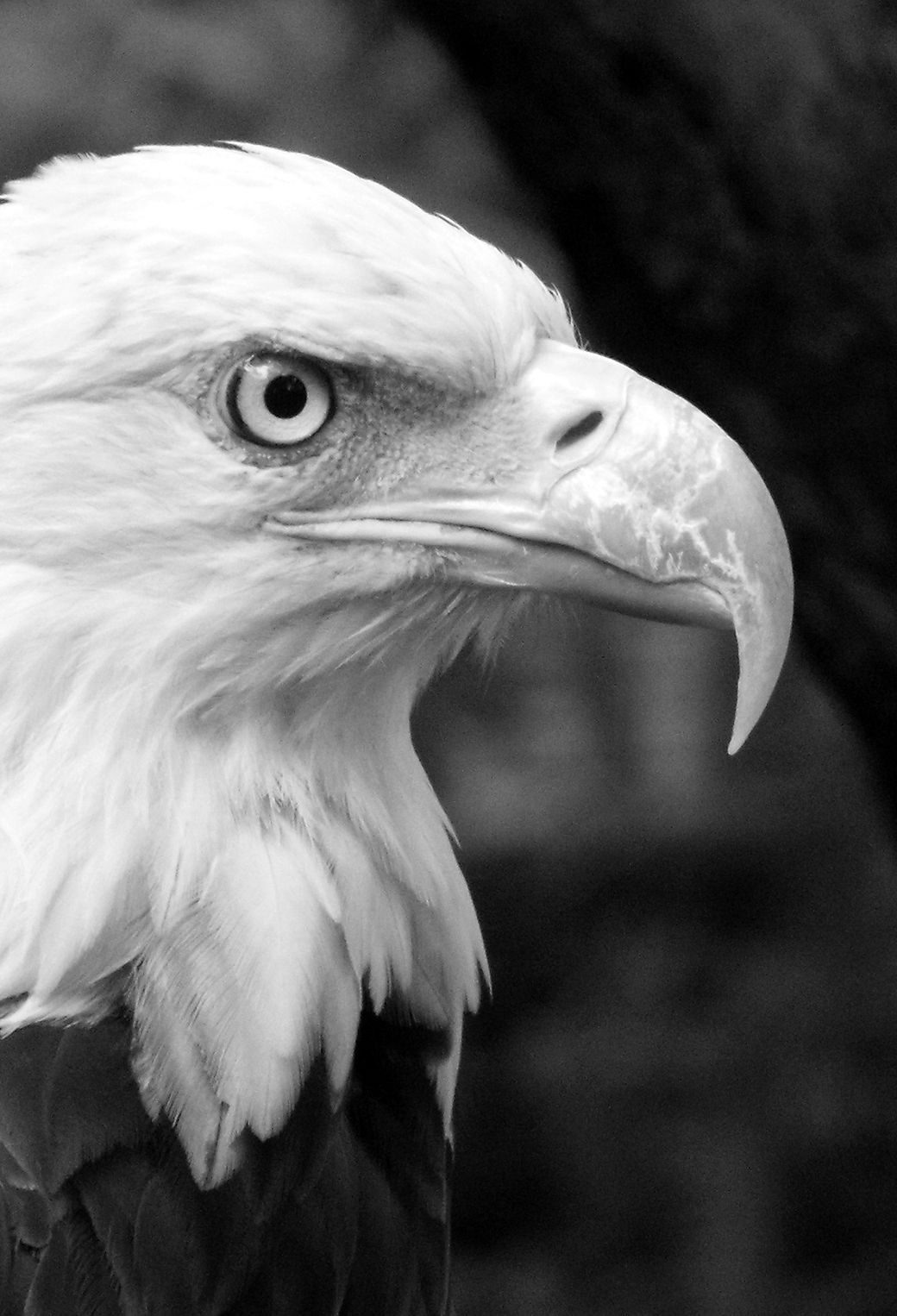 Black And White Eagle Pictures Wallpapers