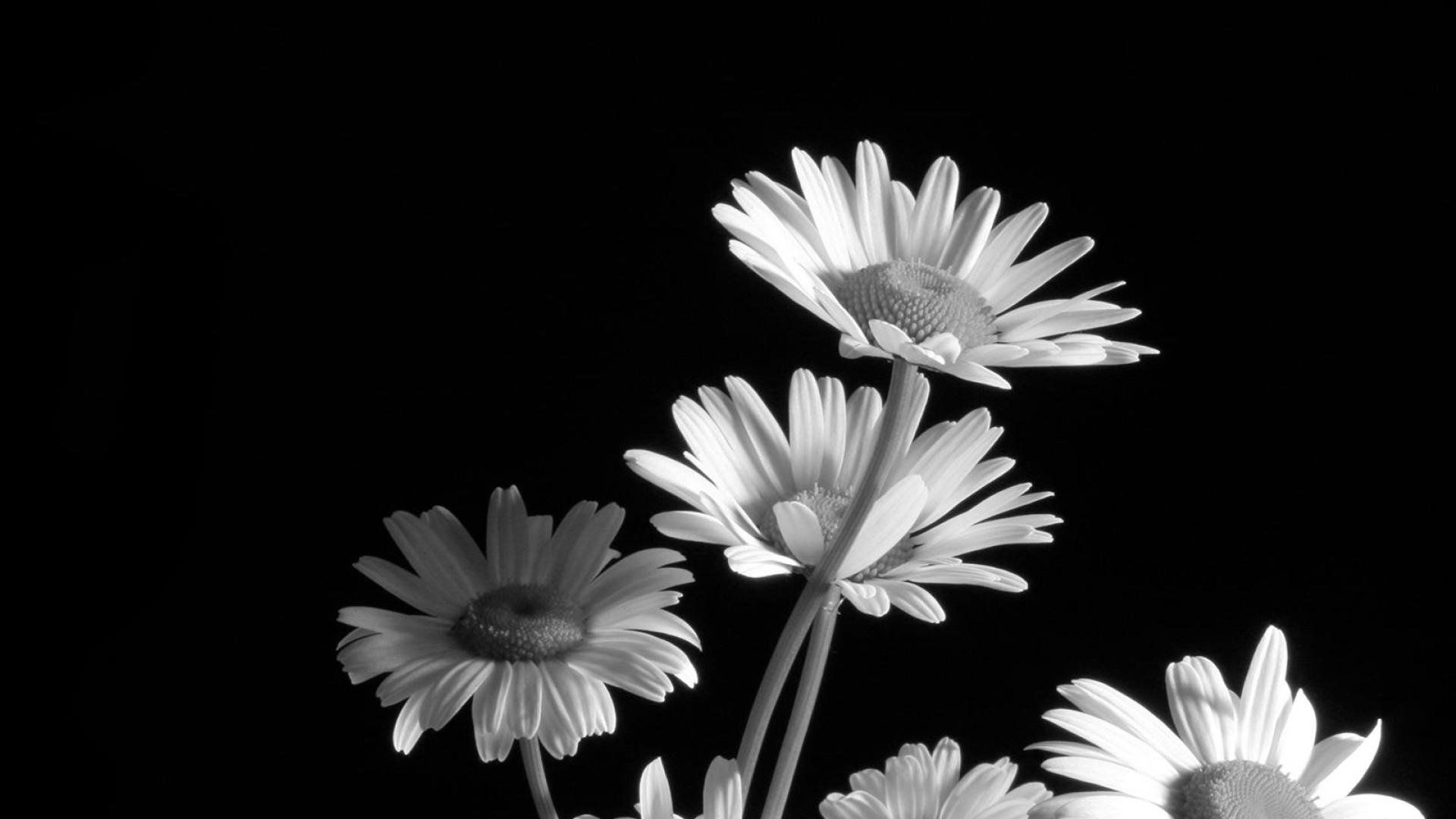 Black And White Floral Wallpapers