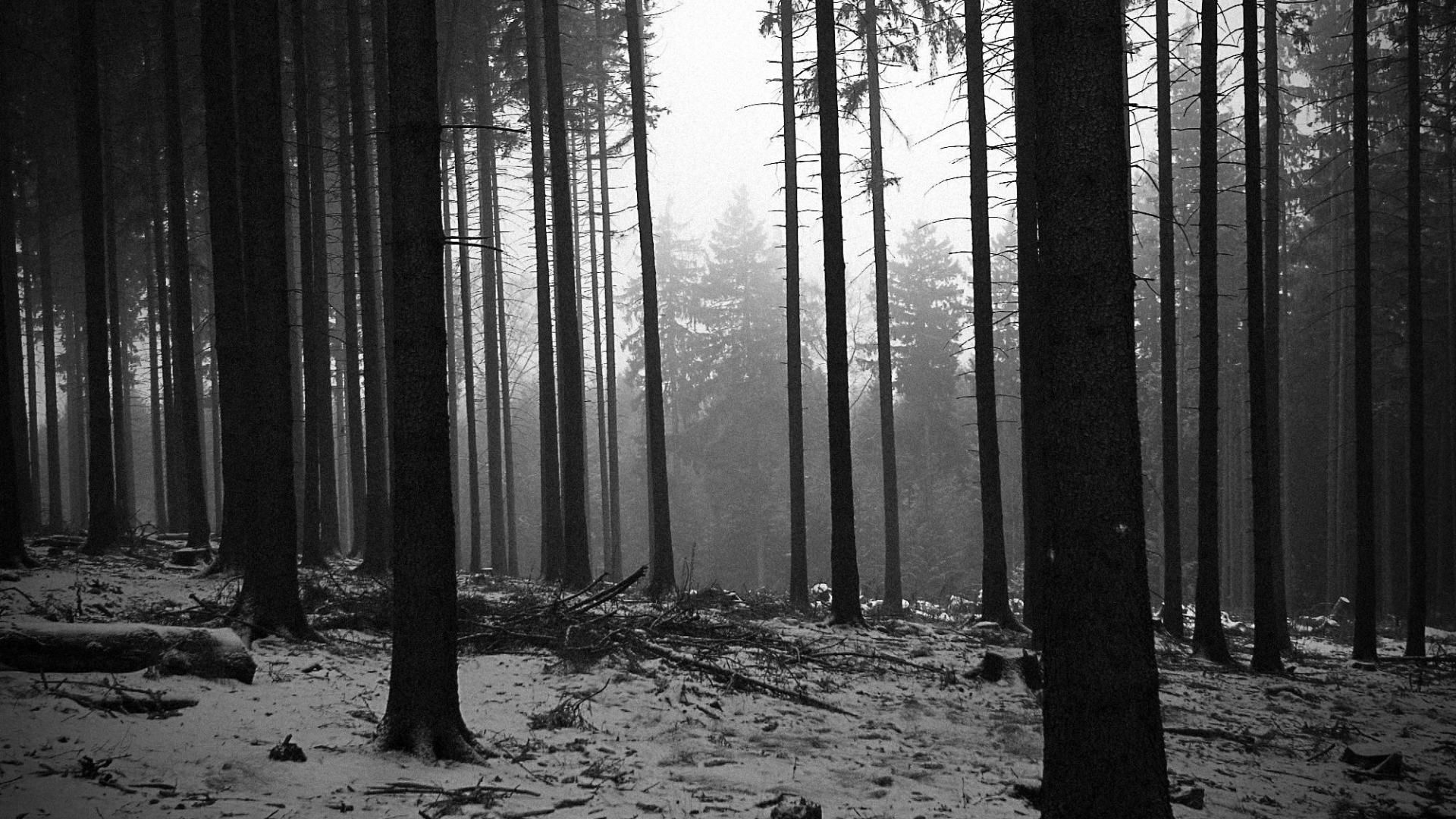 Black And White Forest Wallpapers