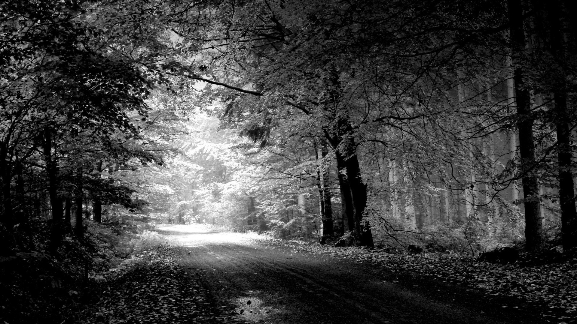 Black And White Forest Wallpapers