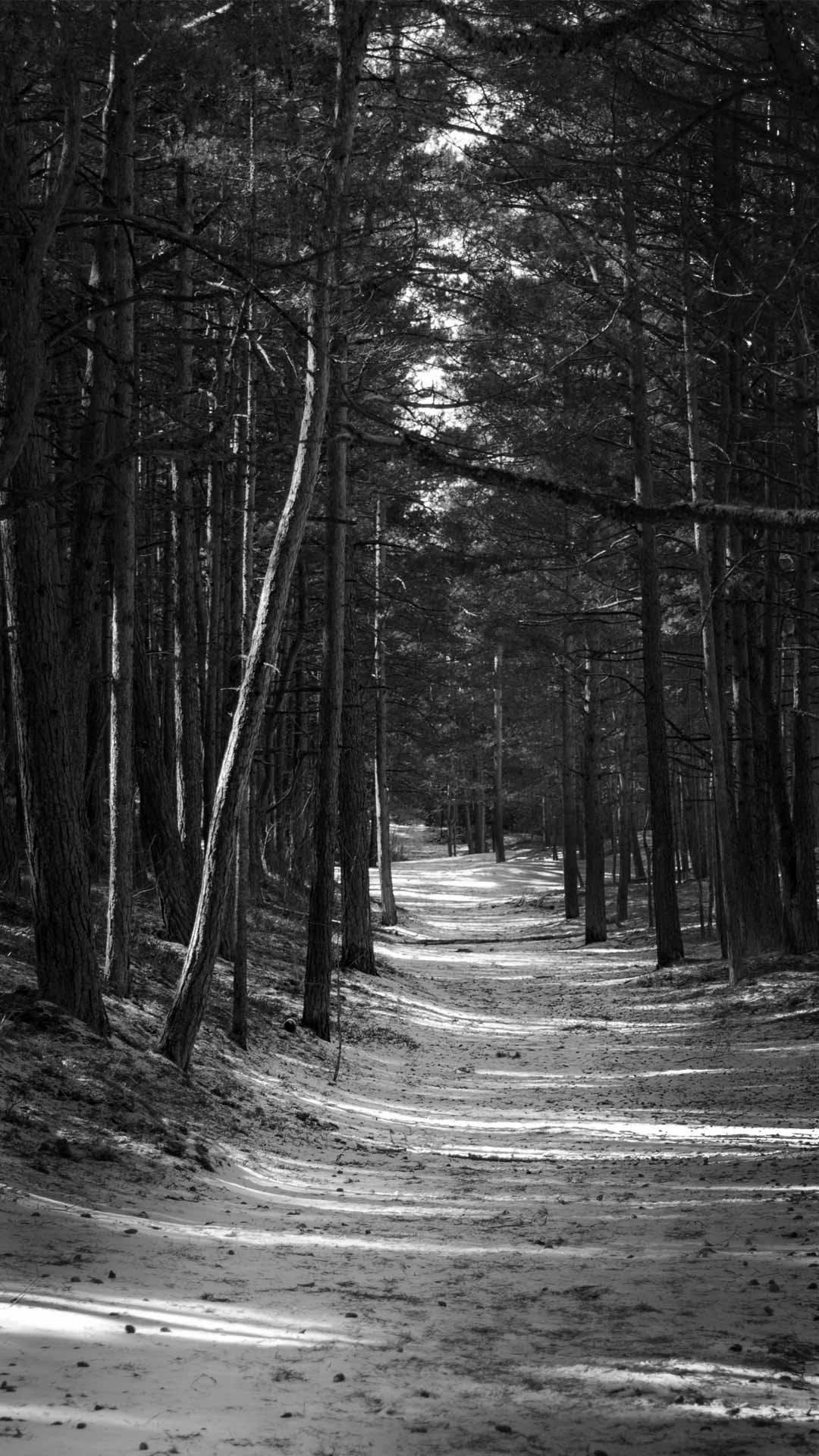 Black And White Forest Wallpapers