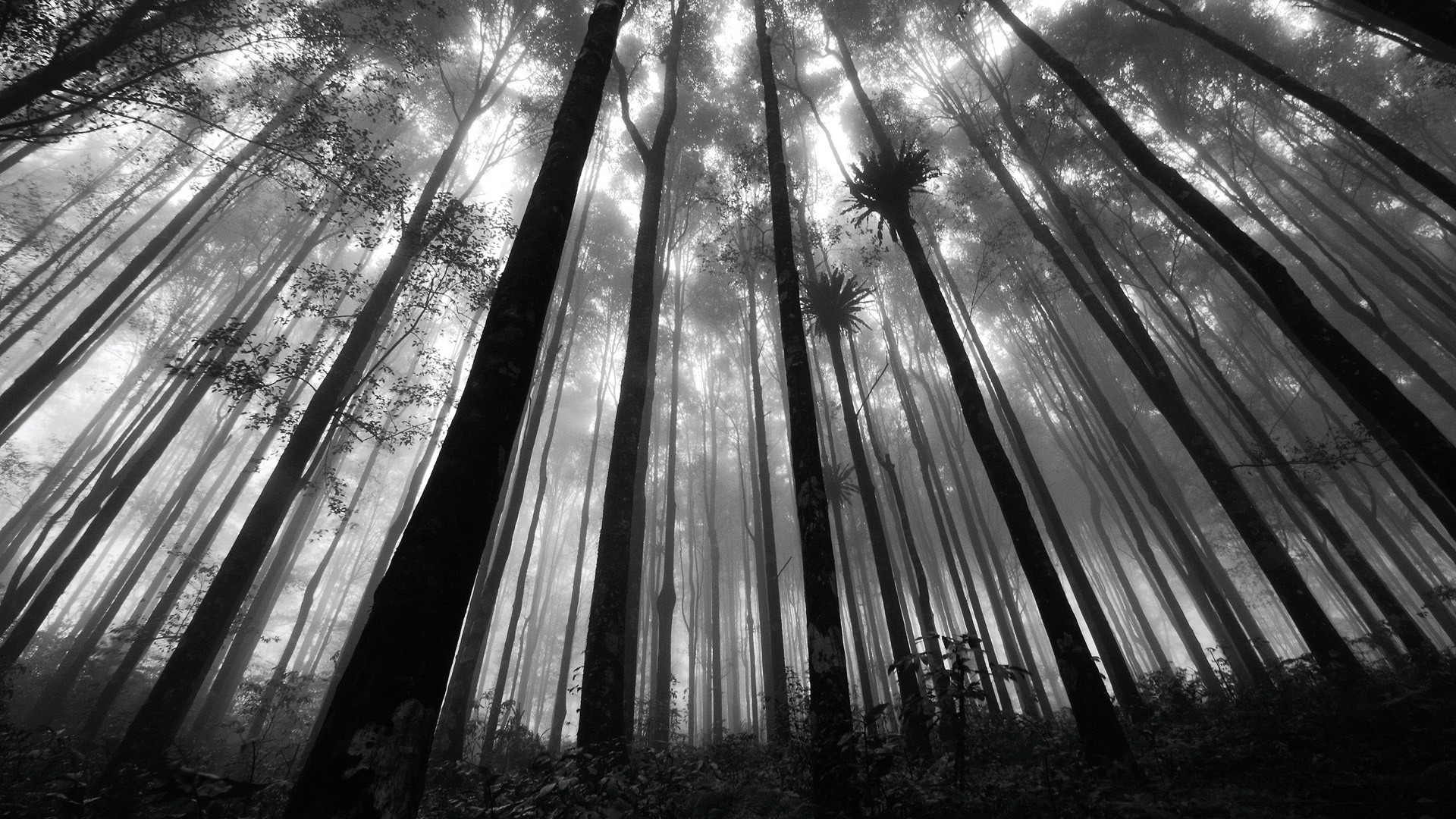 Black And White Forest Wallpapers