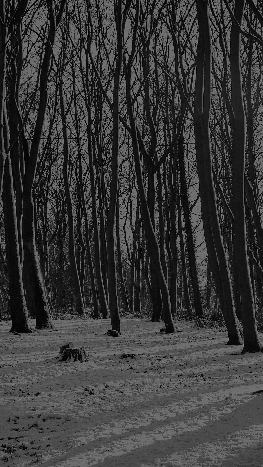 Black And White Forest Wallpapers