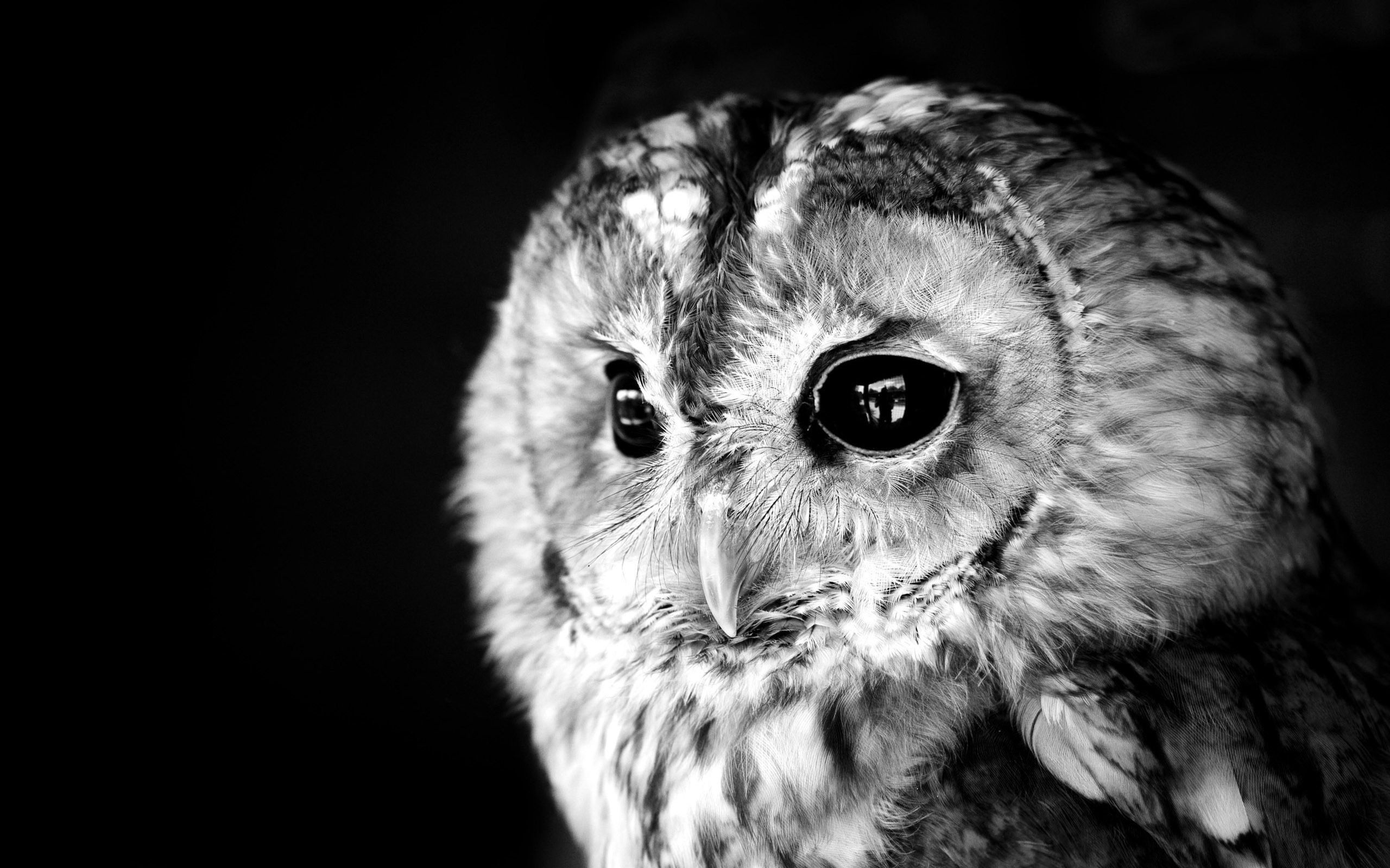 Black And White Owl Pictures Wallpapers