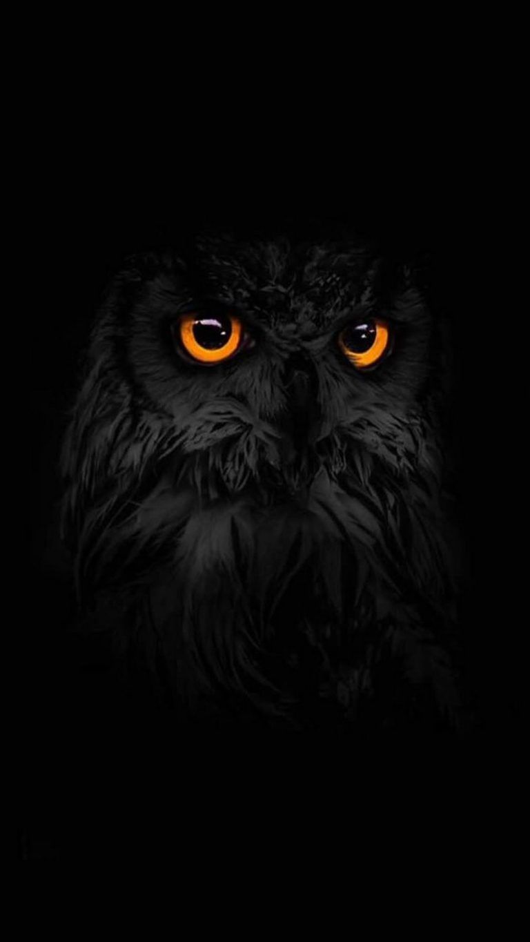 Black And White Owl Pictures Wallpapers