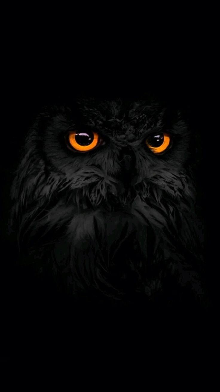 Black And White Owl Pictures Wallpapers