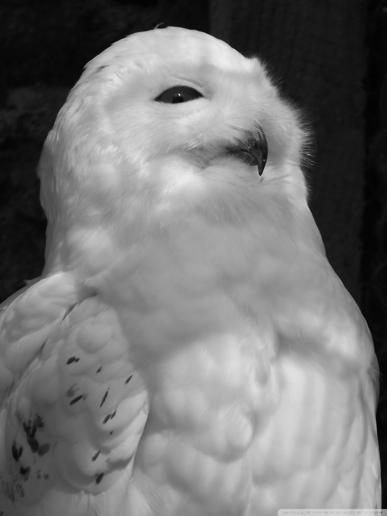 Black And White Owl Pictures Wallpapers