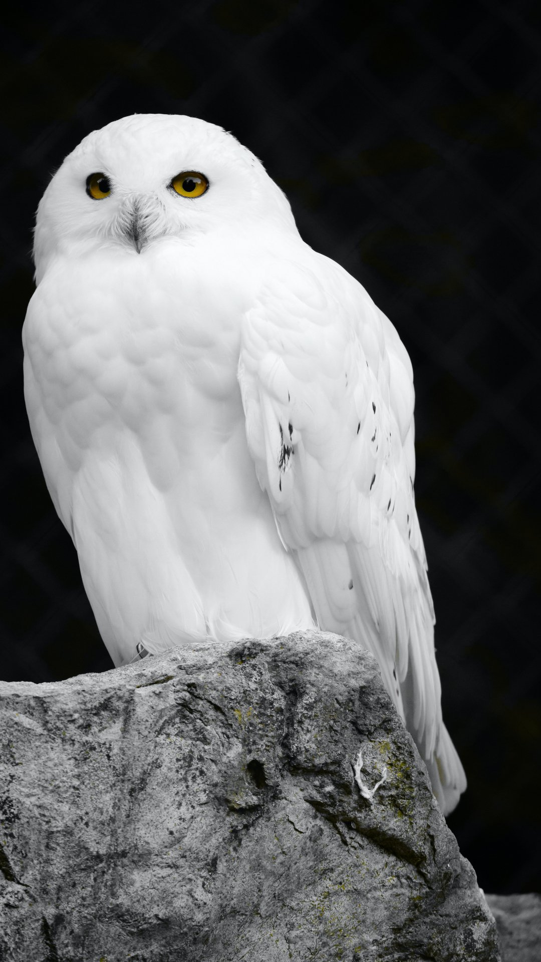 Black And White Owl Pictures Wallpapers