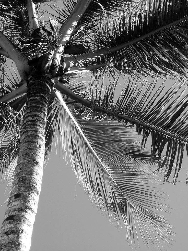 Black And White Palm Trees Wallpapers