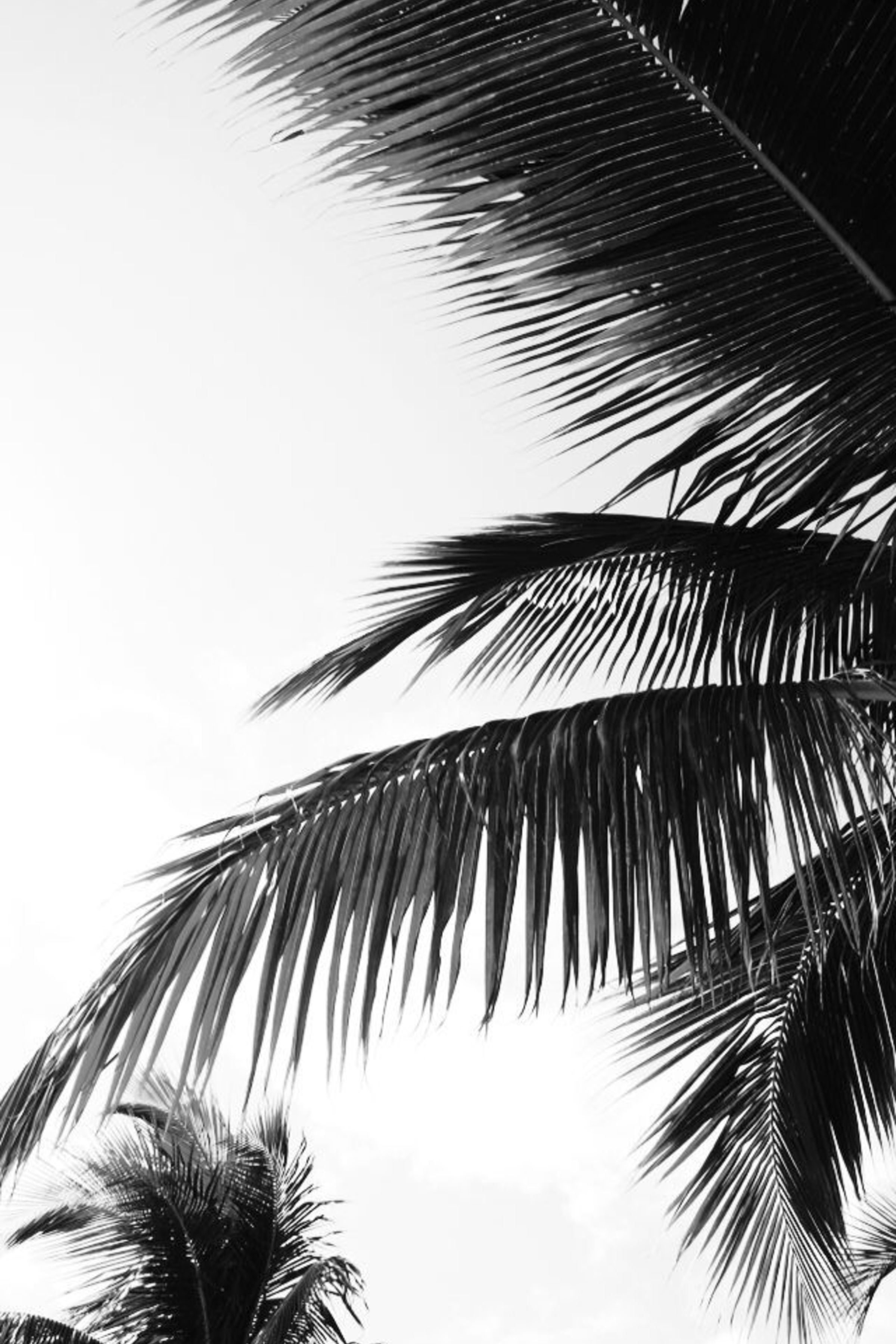 Black And White Palm Trees Wallpapers