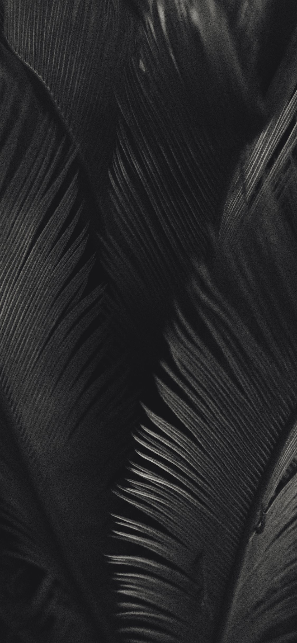 Black And White Palm Trees Wallpapers