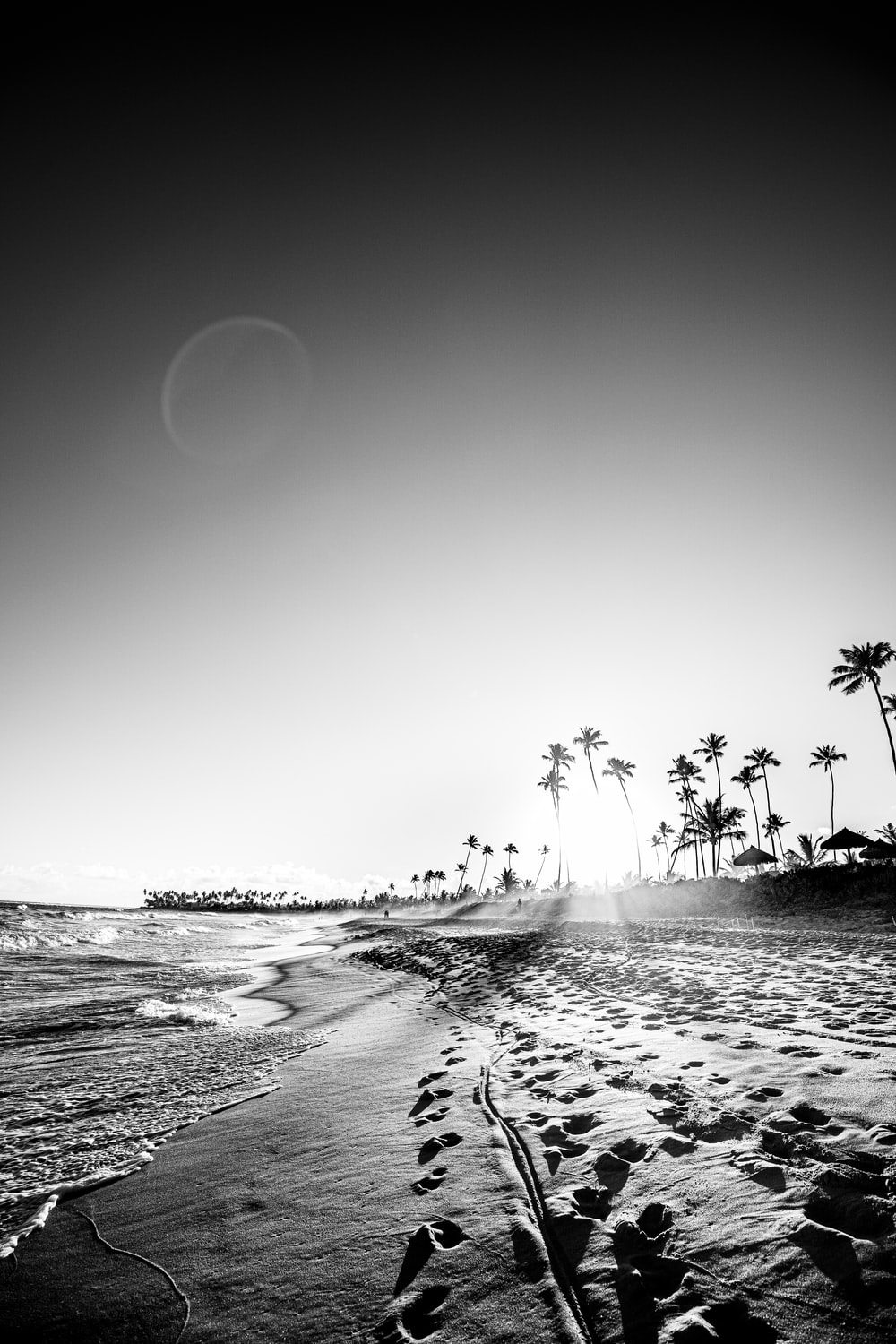 Black And White Palm Trees Wallpapers