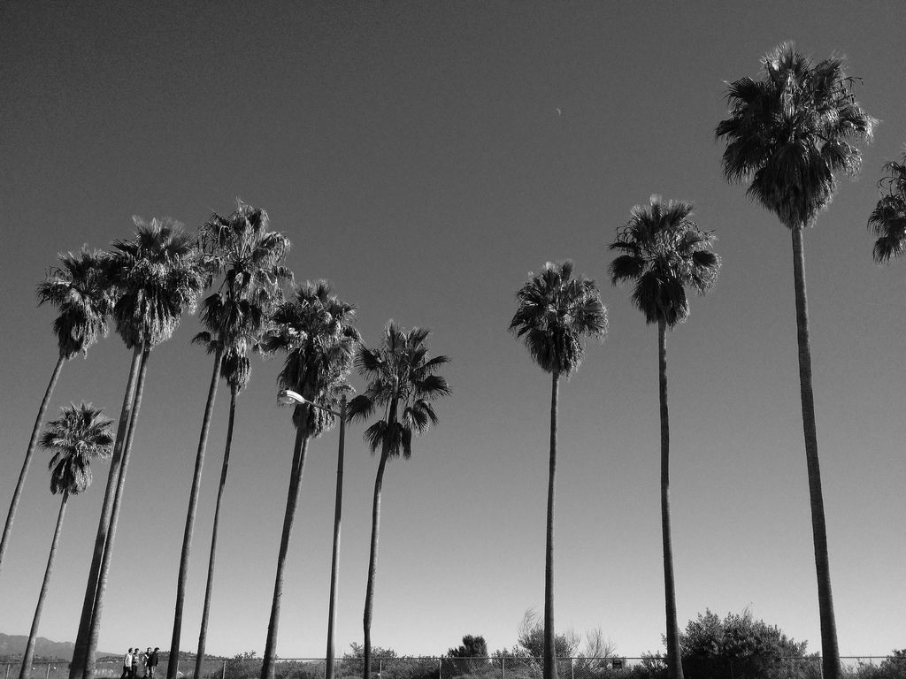 Black And White Palm Trees Wallpapers