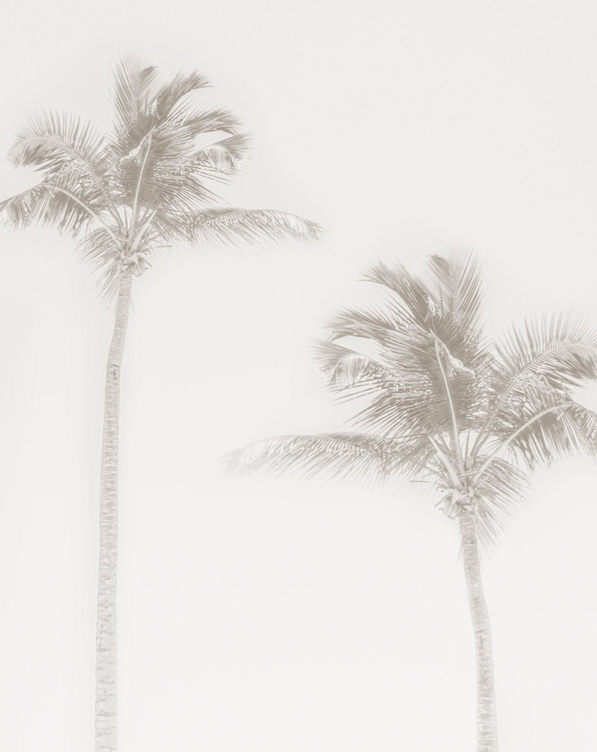 Black And White Palm Trees Wallpapers