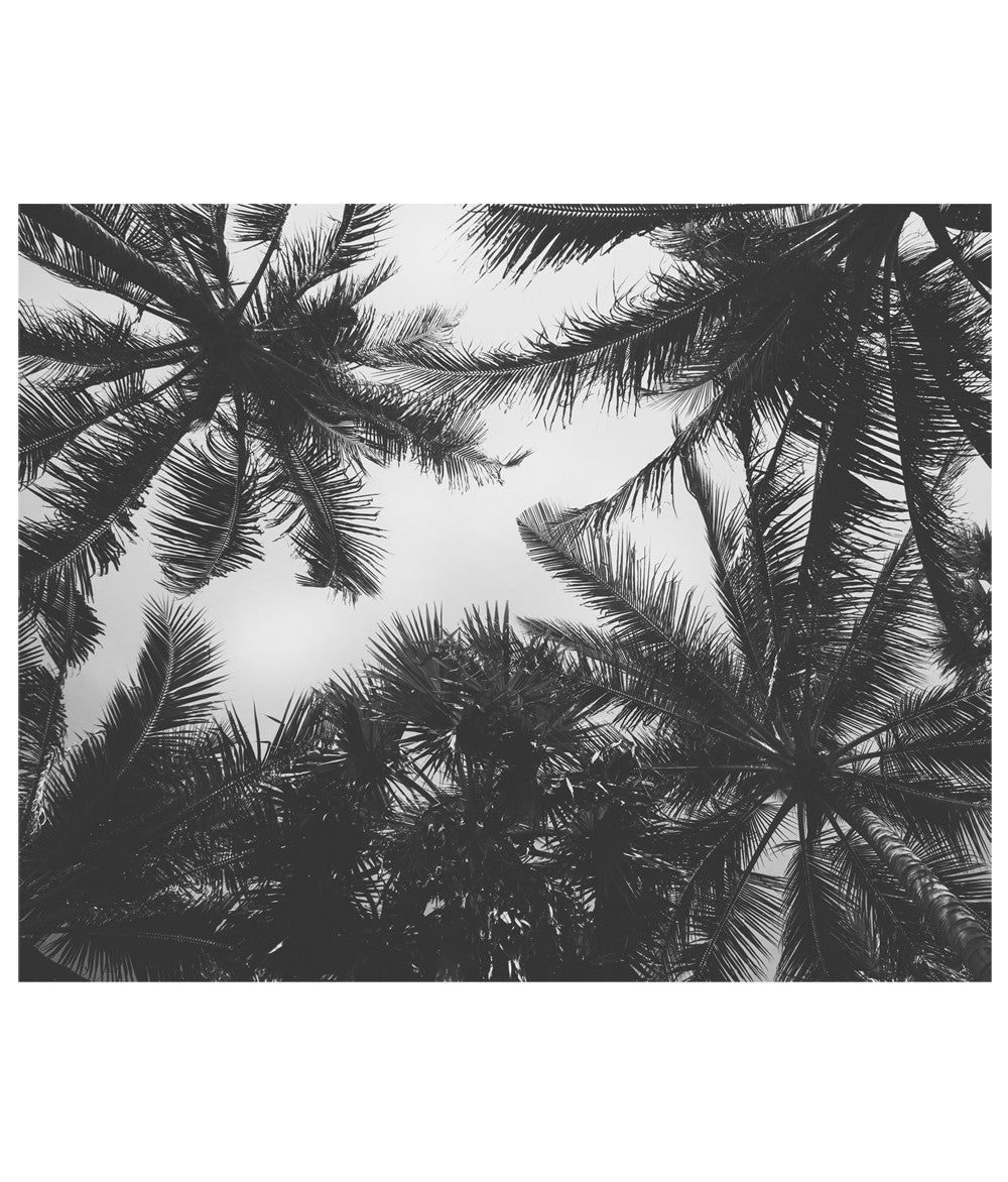 Black And White Palm Trees Wallpapers