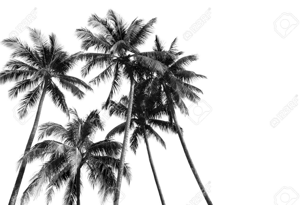 Black And White Palm Trees Wallpapers