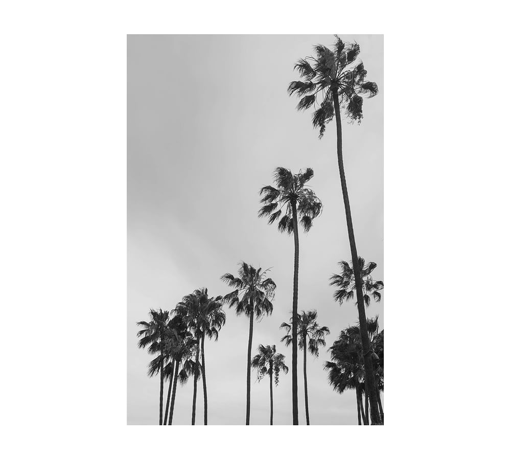 Black And White Palm Trees Wallpapers