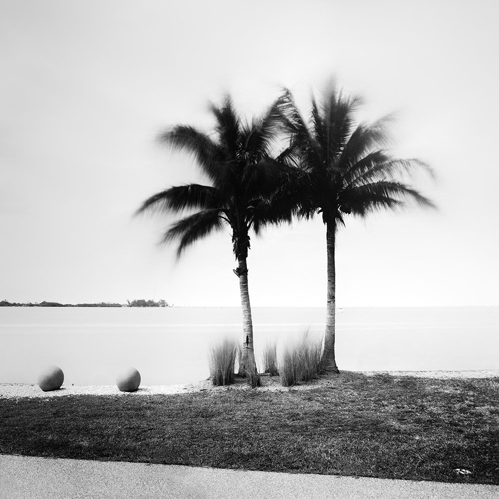 Black And White Palm Trees Wallpapers