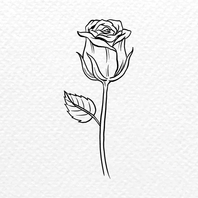 Black And White Rose Drawing Wallpapers