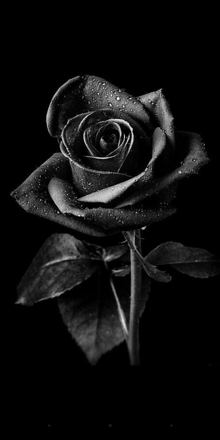 Black And White Rose Drawing Wallpapers