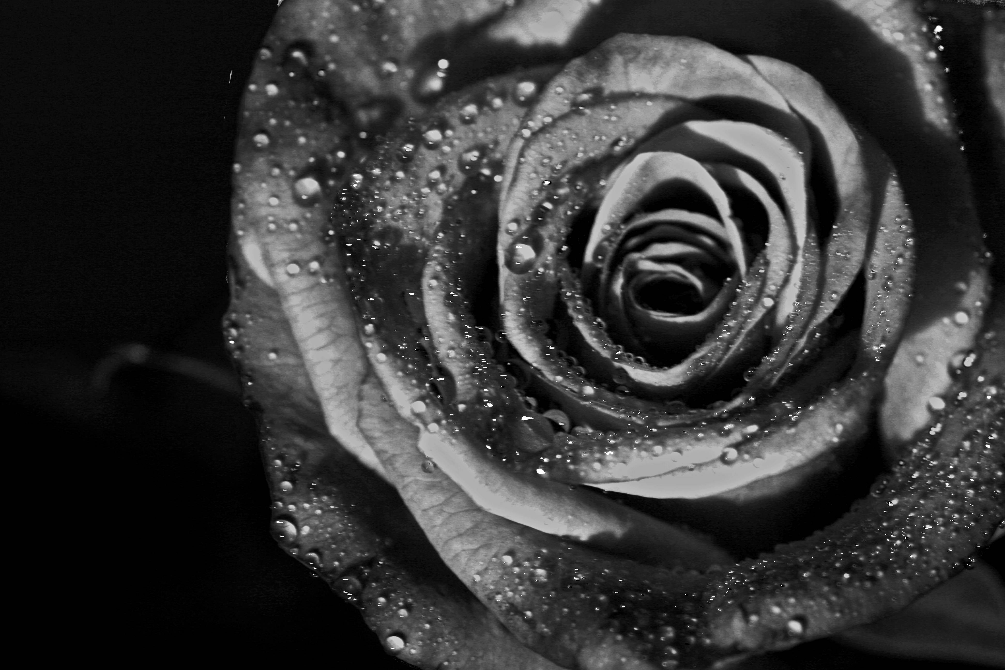 Black And White Rose Hd Wallpapers