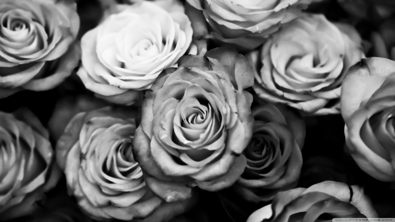 Black And White Rose Hd Wallpapers