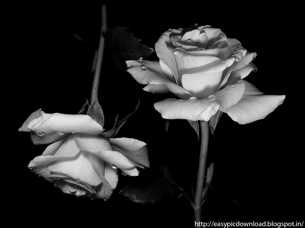 Black And White Rose Hd Wallpapers