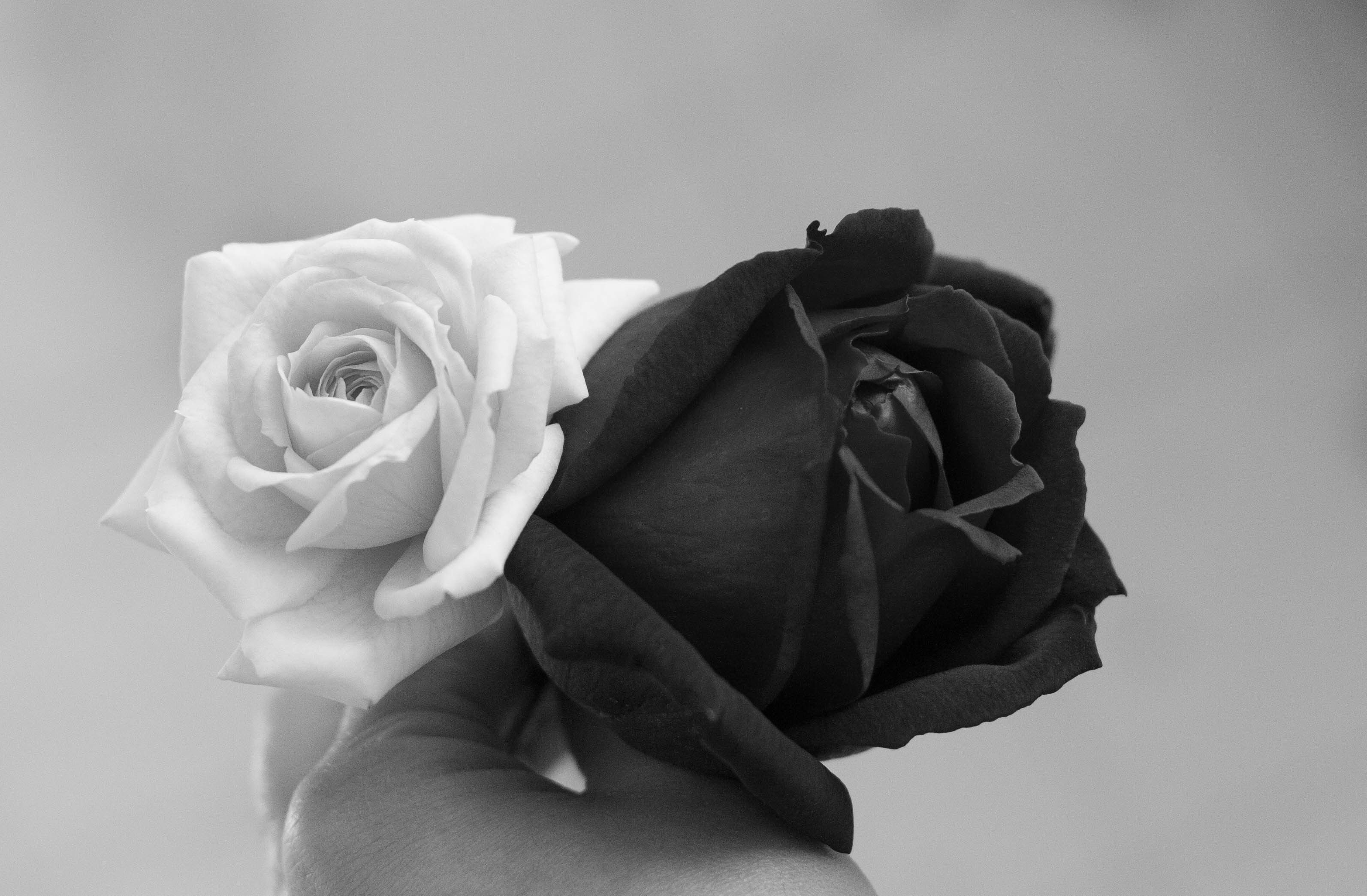 Black And White Rose Hd Wallpapers