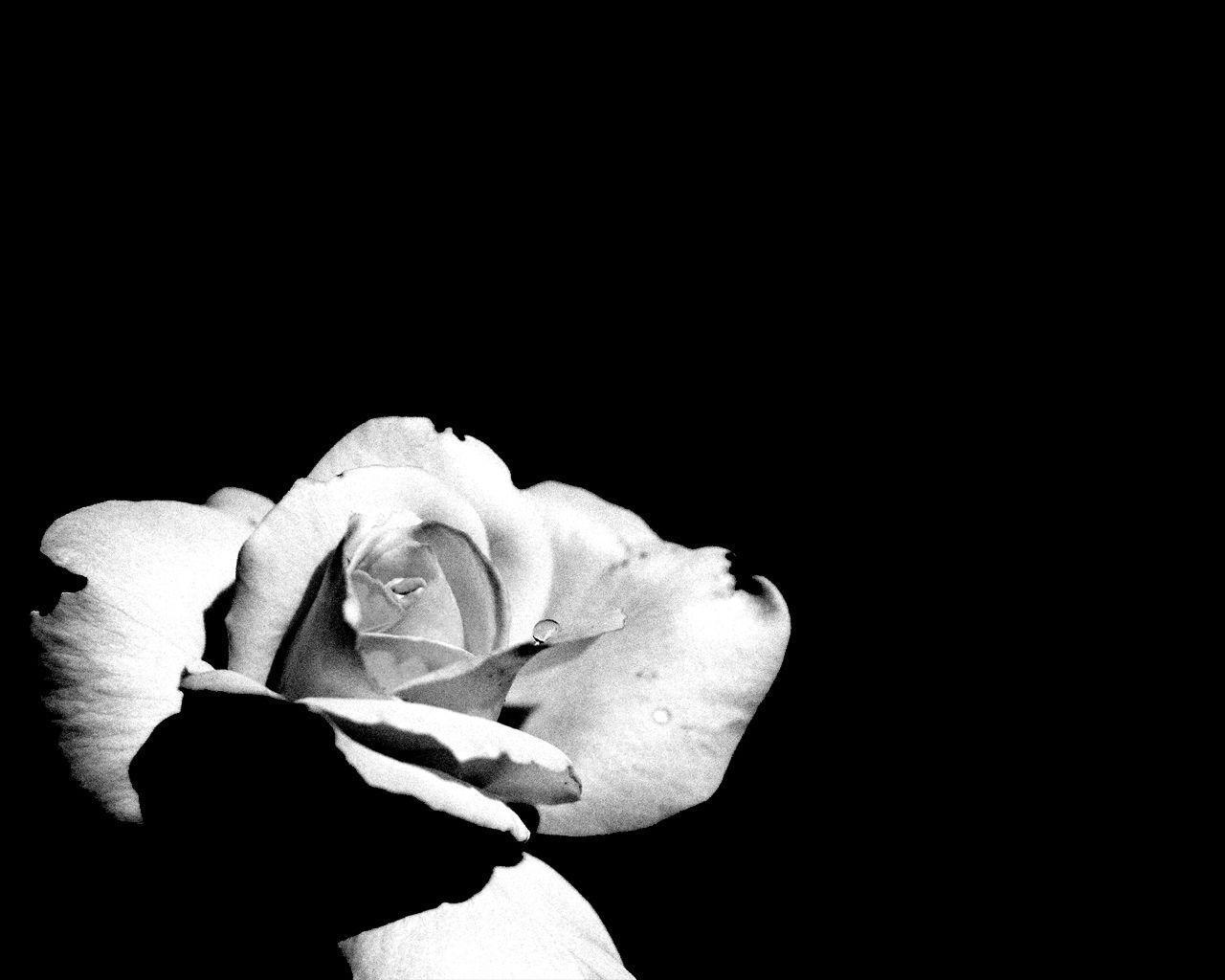 Black And White Rose Hd Wallpapers