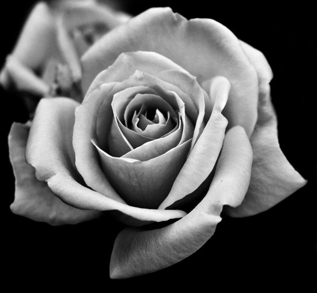 Black And White Rose Hd Wallpapers