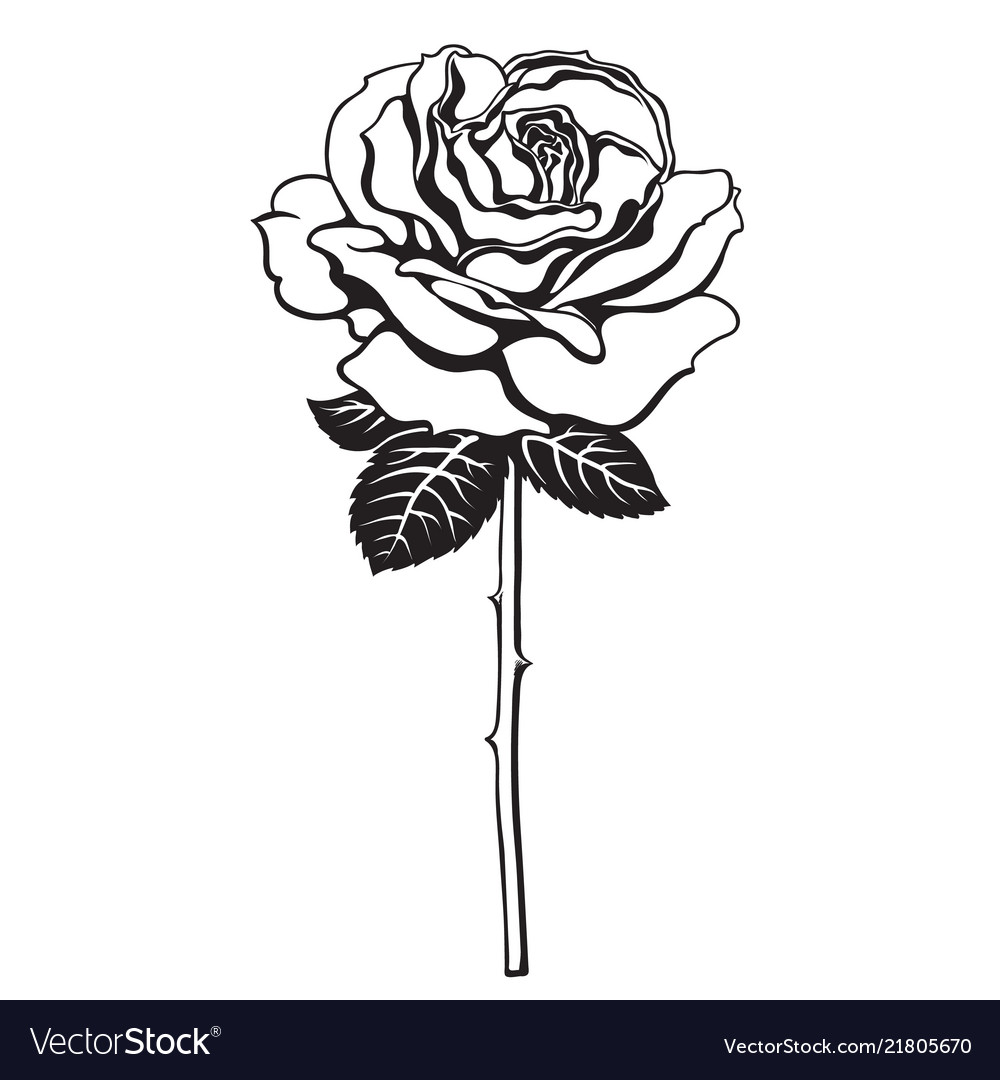 Black And White Rose Hd Wallpapers