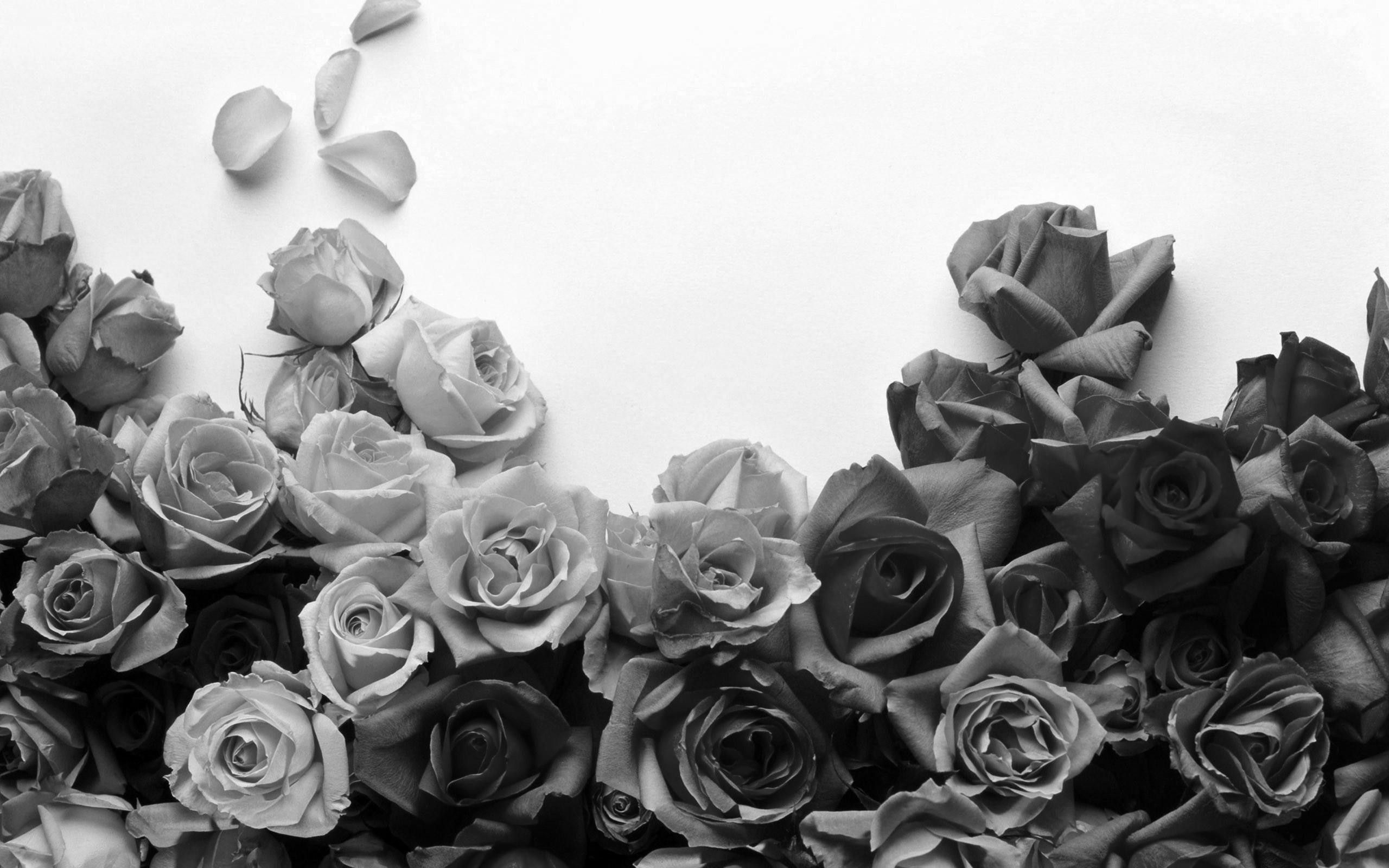 Black And White Rose Hd Wallpapers