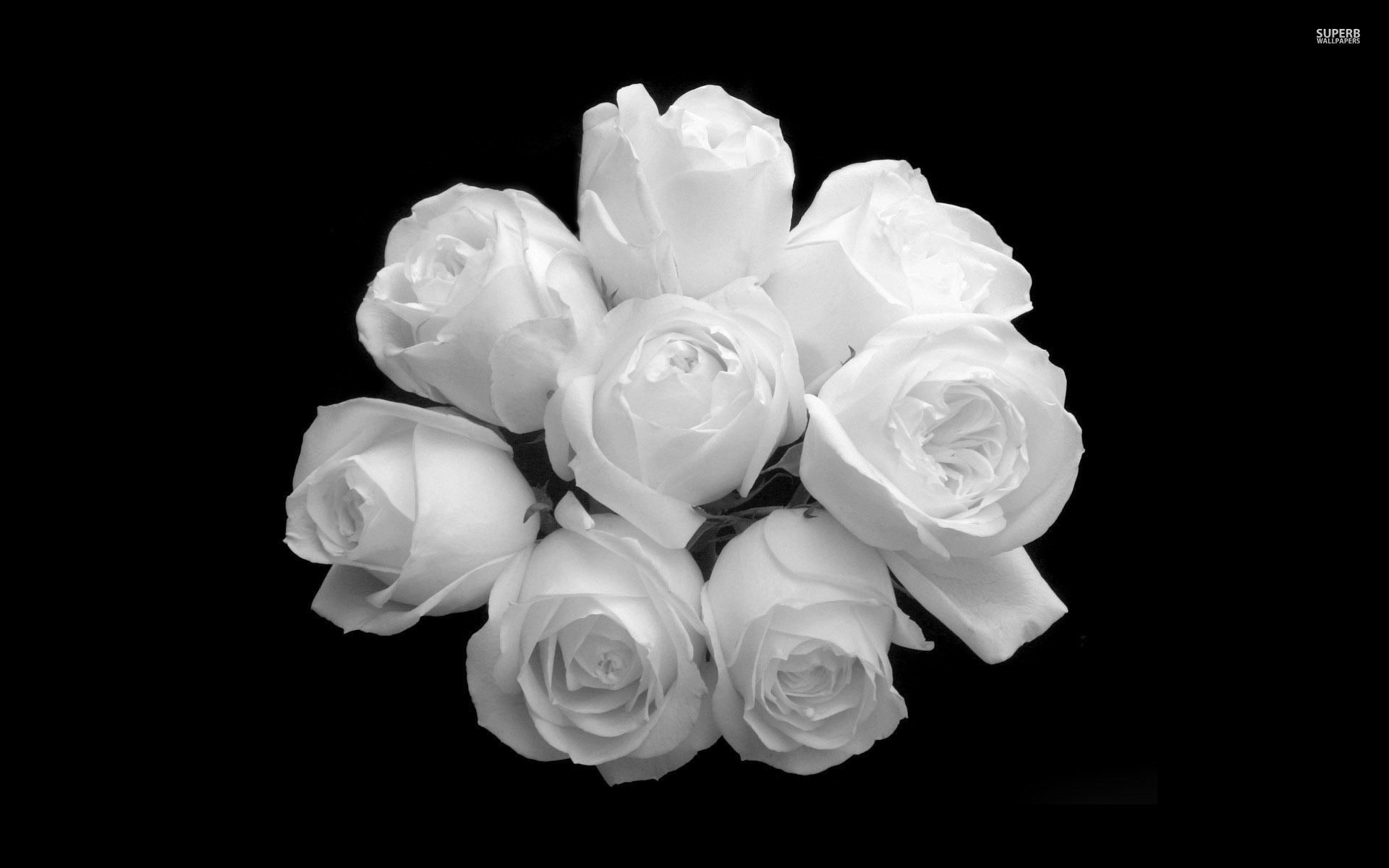 Black And White Rose Hd Wallpapers