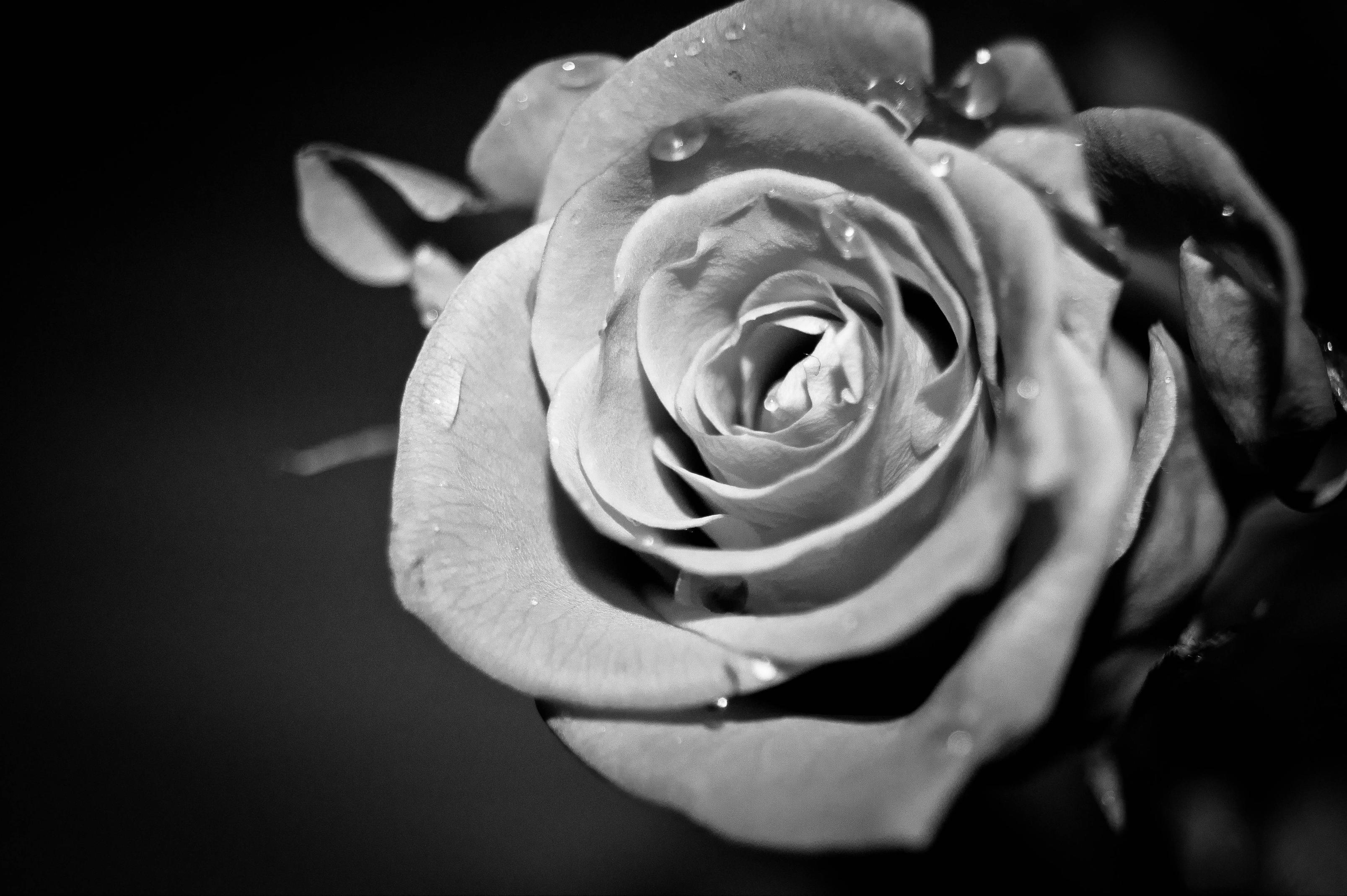 Black And White Rose Hd Wallpapers