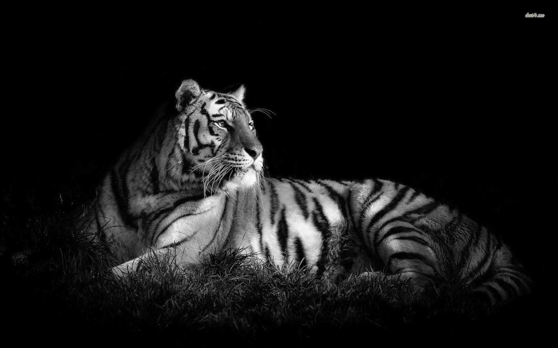 Black And White Tiger Wallpapers