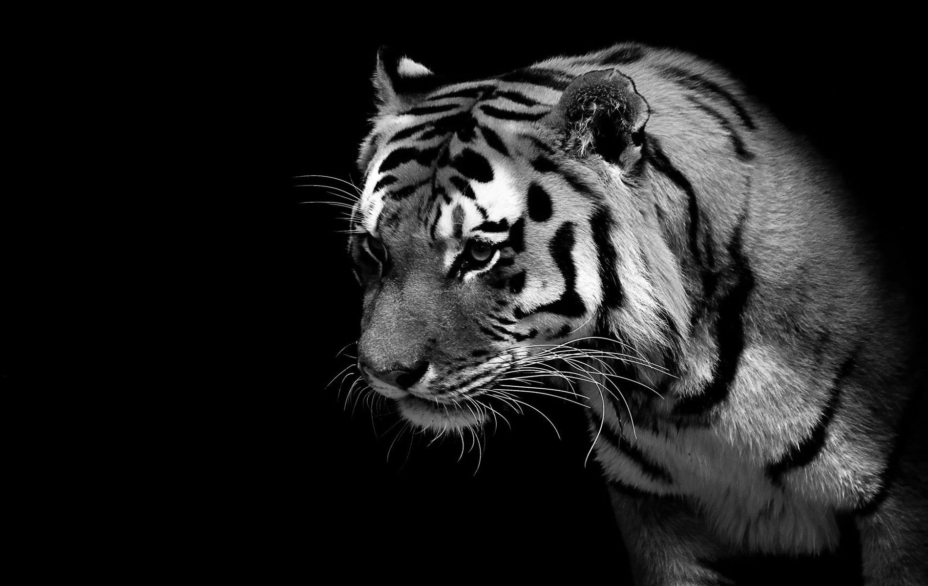 Black And White Tiger Wallpapers