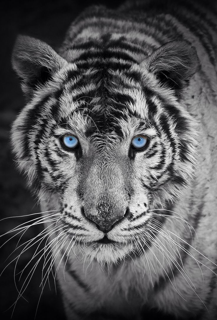 Black And White Tiger Wallpapers