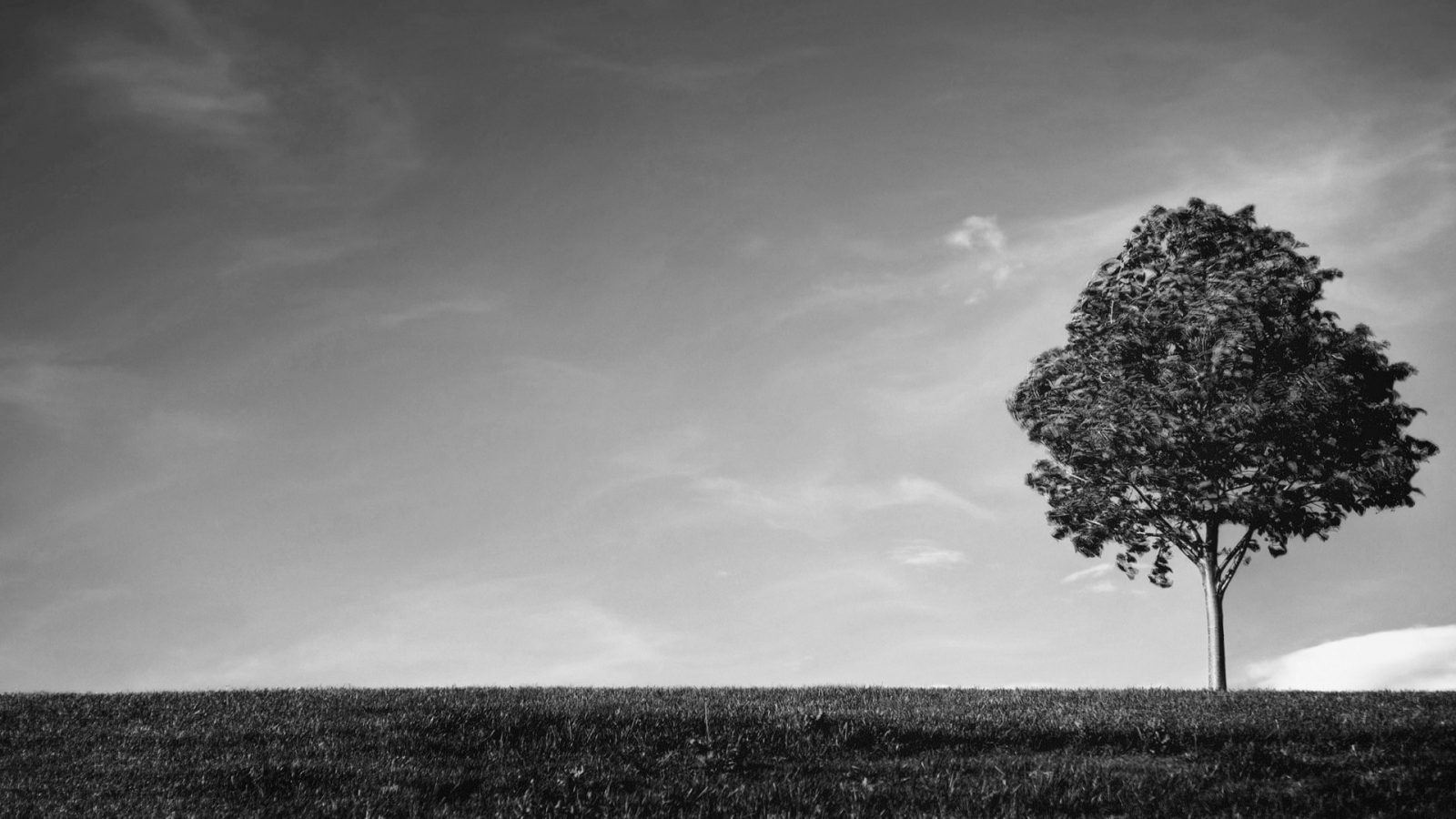 Black And White Tree Wallpapers