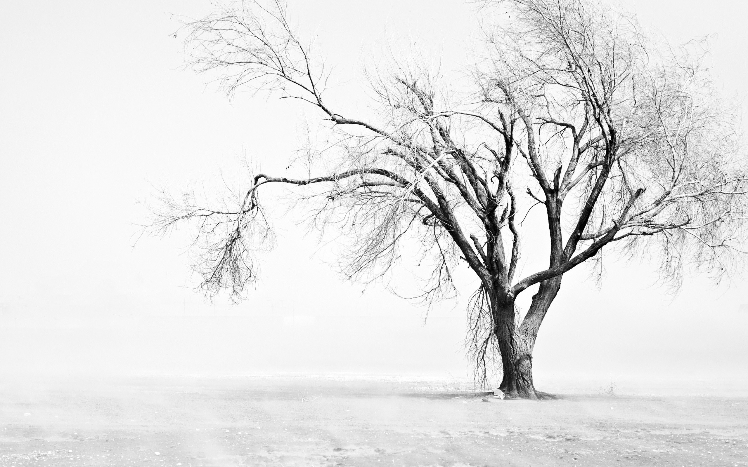 Black And White Tree Wallpapers