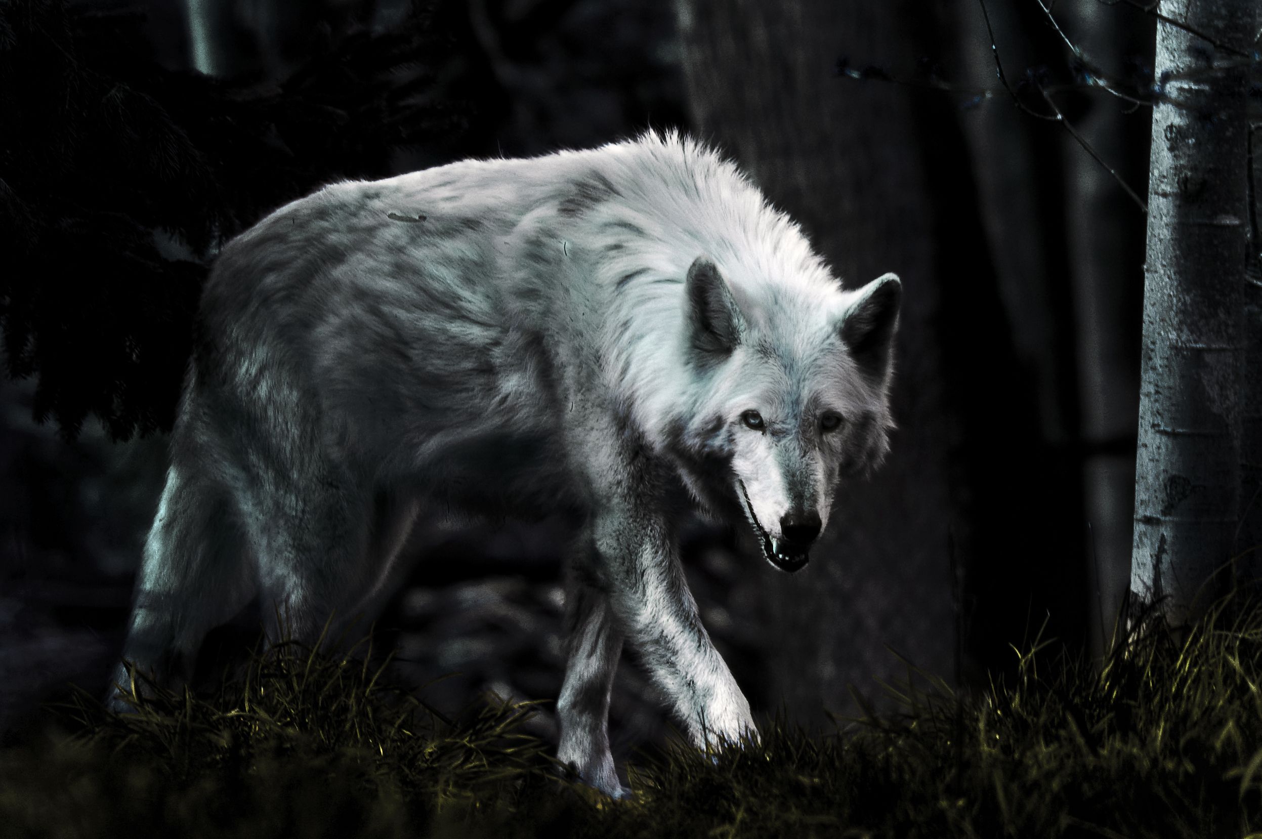 Black And White Wolves Wallpapers