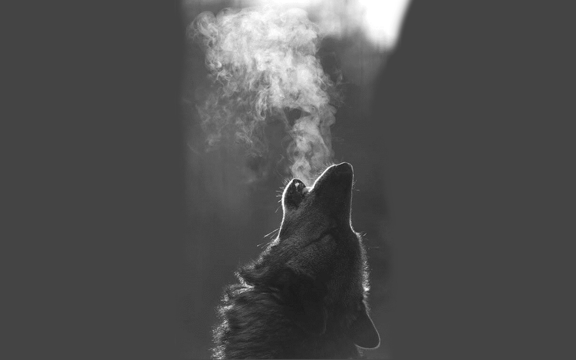 Black And White Wolves Wallpapers