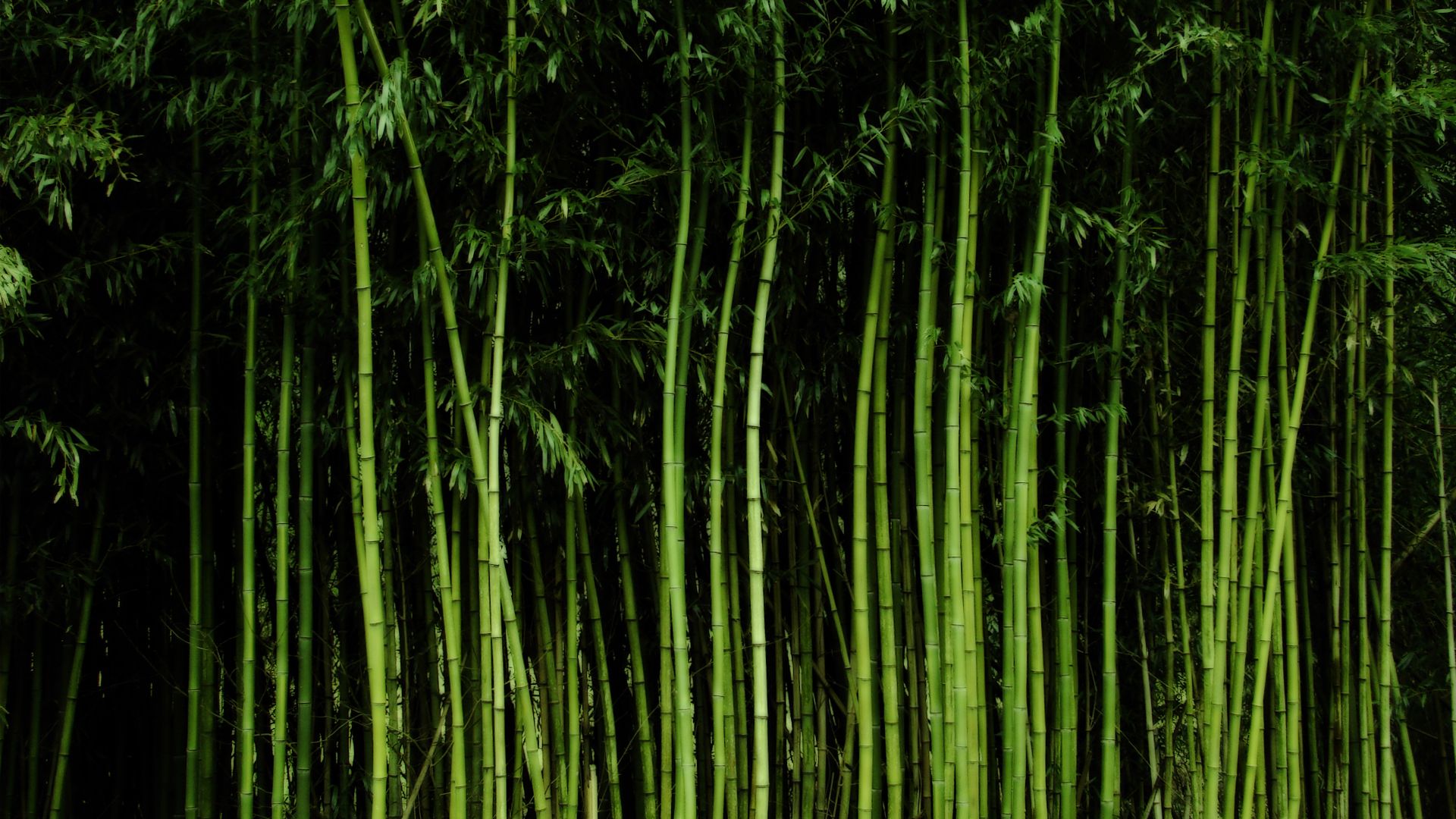 Black Bamboo Wallpapers