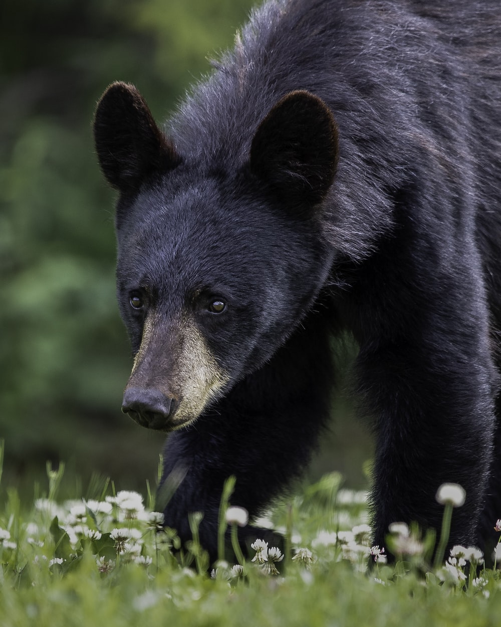 Black Bear Wallpapers